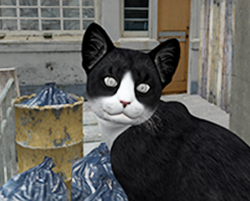Cat01
