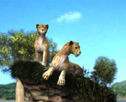 Cheetah01
