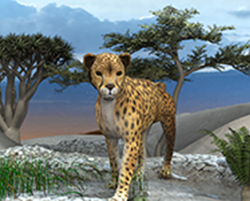 Cheetah02