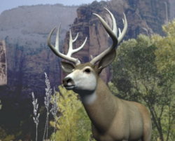 Deer01