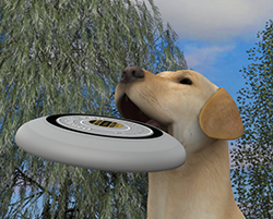 Dog02