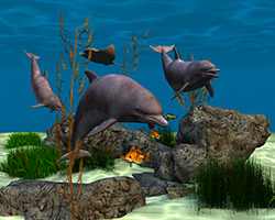 Dolphin01