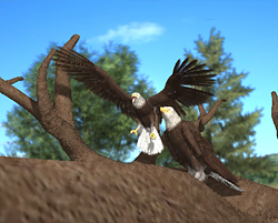 Eagle01