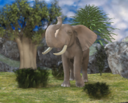 Elephant