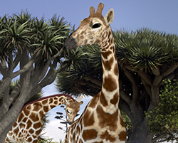 Giraffe01