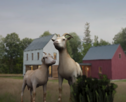 Goat01