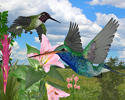 HummingB01