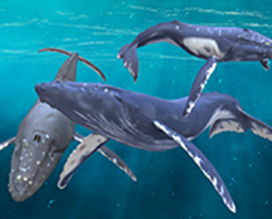 Dolphin02