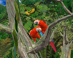 Macaw01