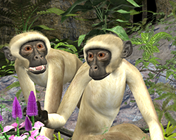 Monkey01