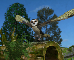Owl01