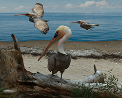 Pelican01