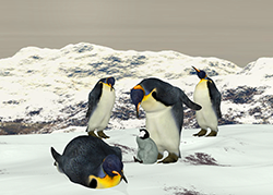 Penguin01