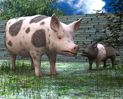 Pig01