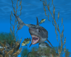 Shark01