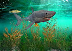 Shark02