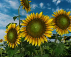 Sunflower01